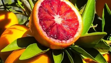 Which Antalya District Gave Its Name to a Variety of Orange?